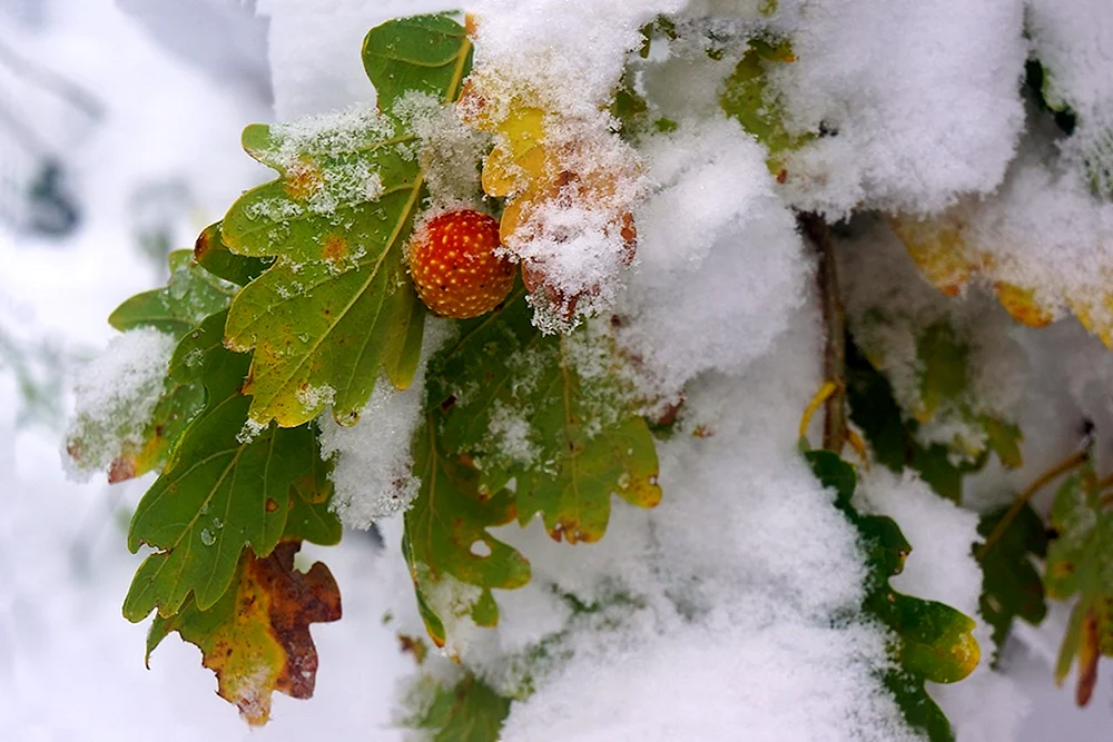 Erster Schnee