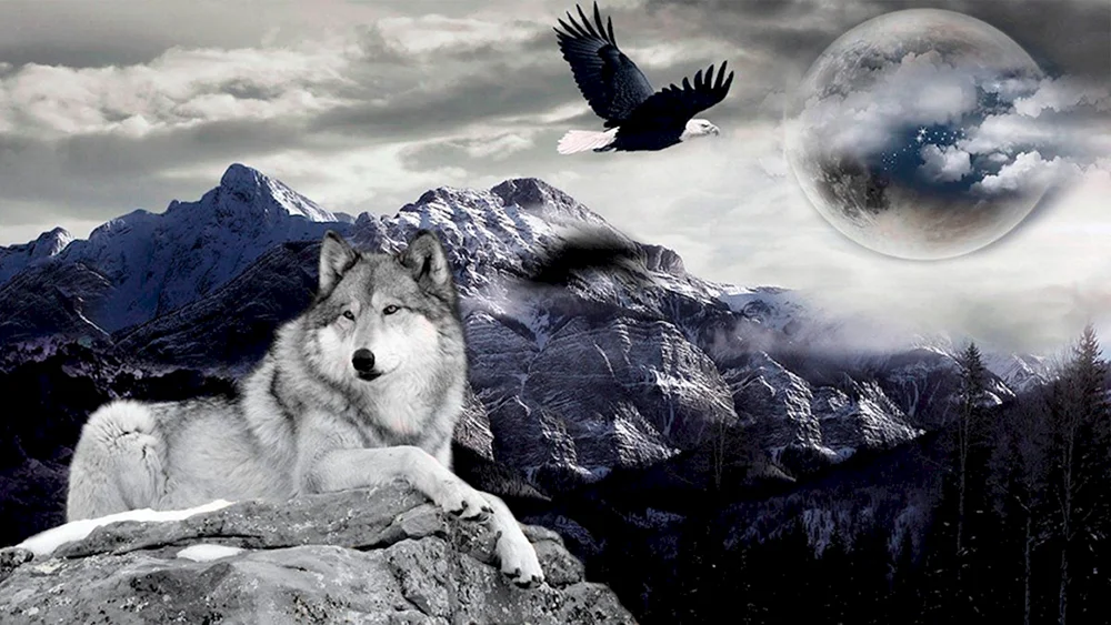 Weißer Wolf