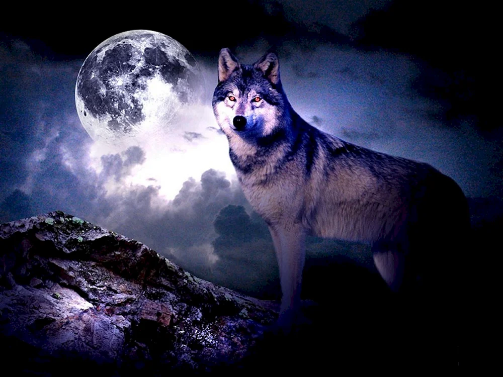 Weißer Wolf