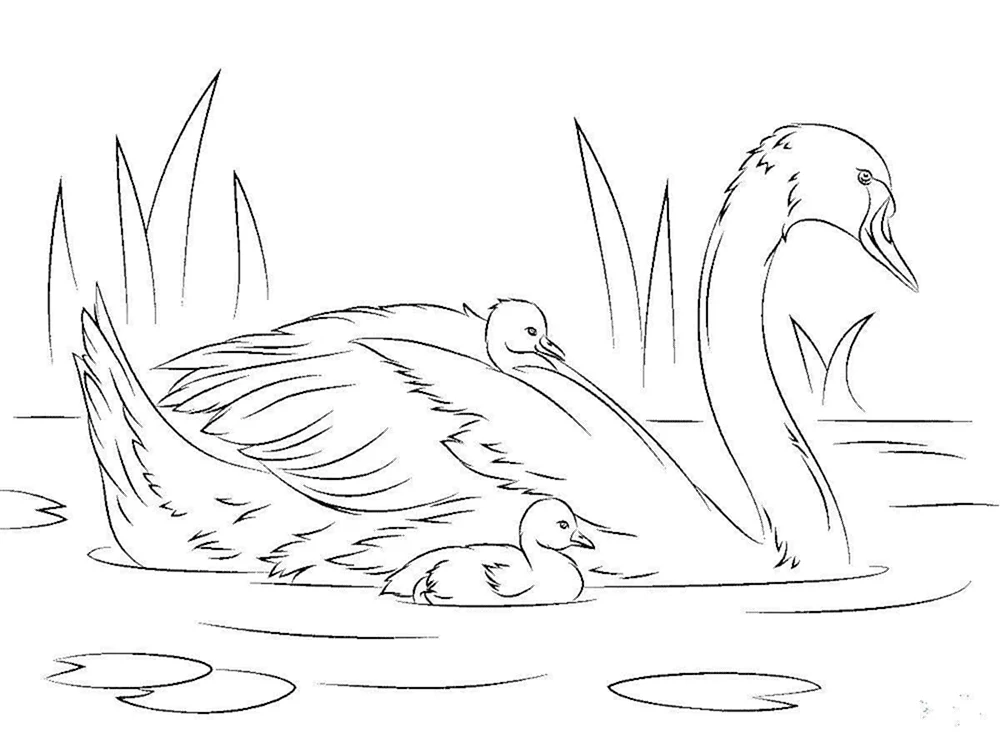 Schwan Zeichnung