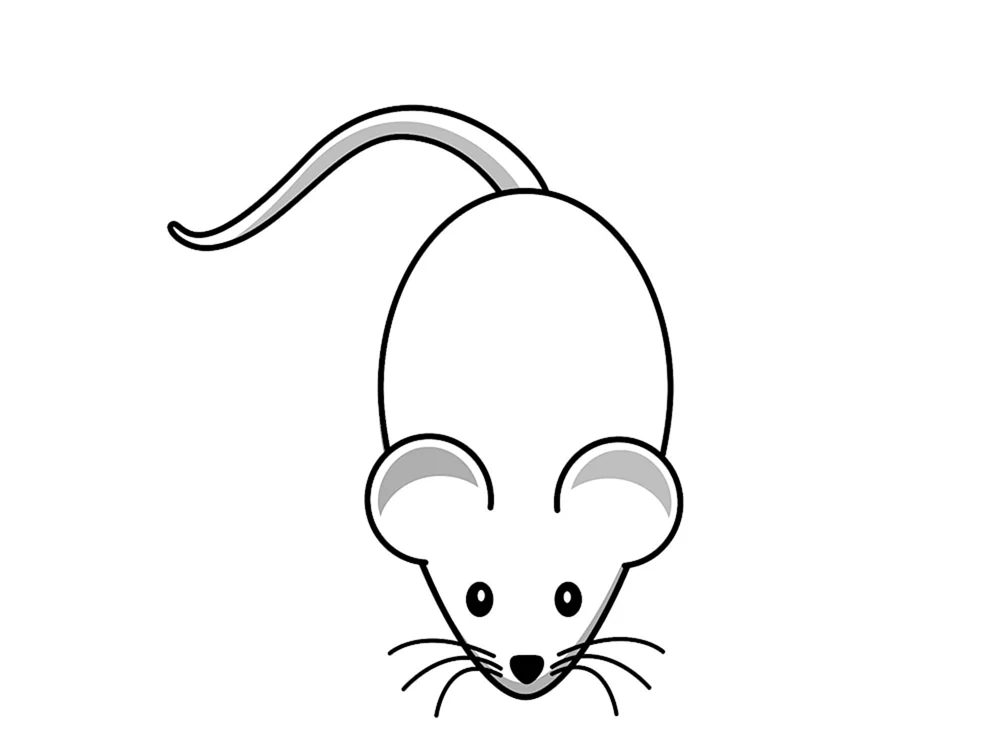 Maus Bild für Kinder