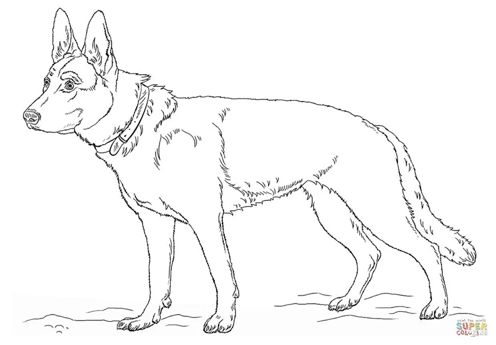 Deutscher Schäferhund Färbung
