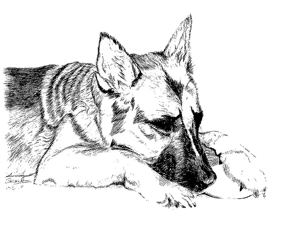 Deutscher Schäferhund Welpe