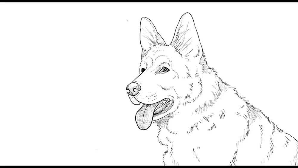 Schäferhund Färbung
