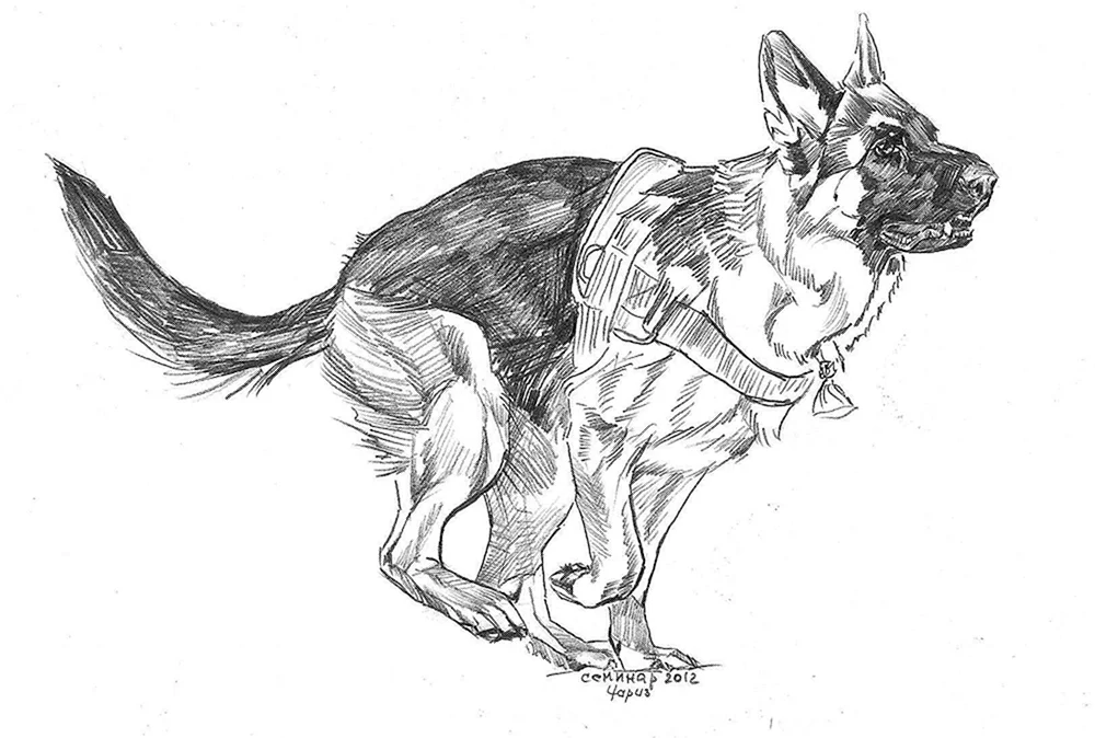 Schäferhund Färbung