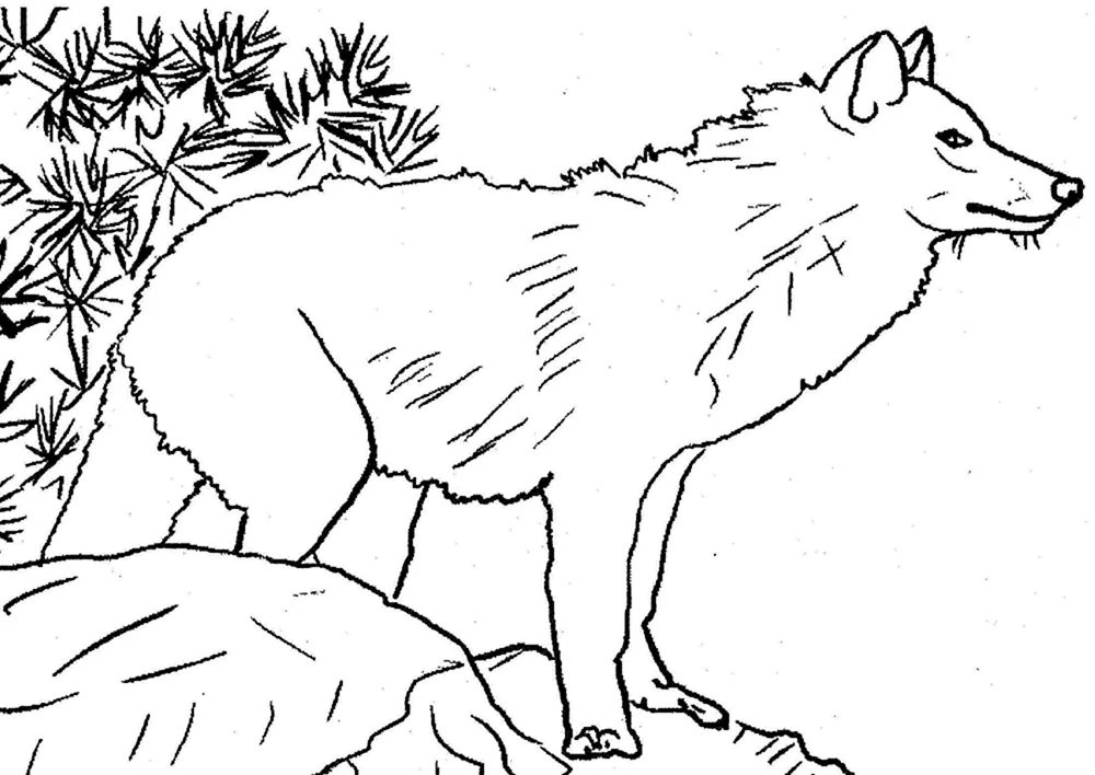 Ausmalen Wolf