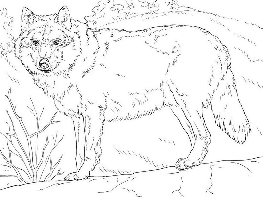 Wolf ausmalen