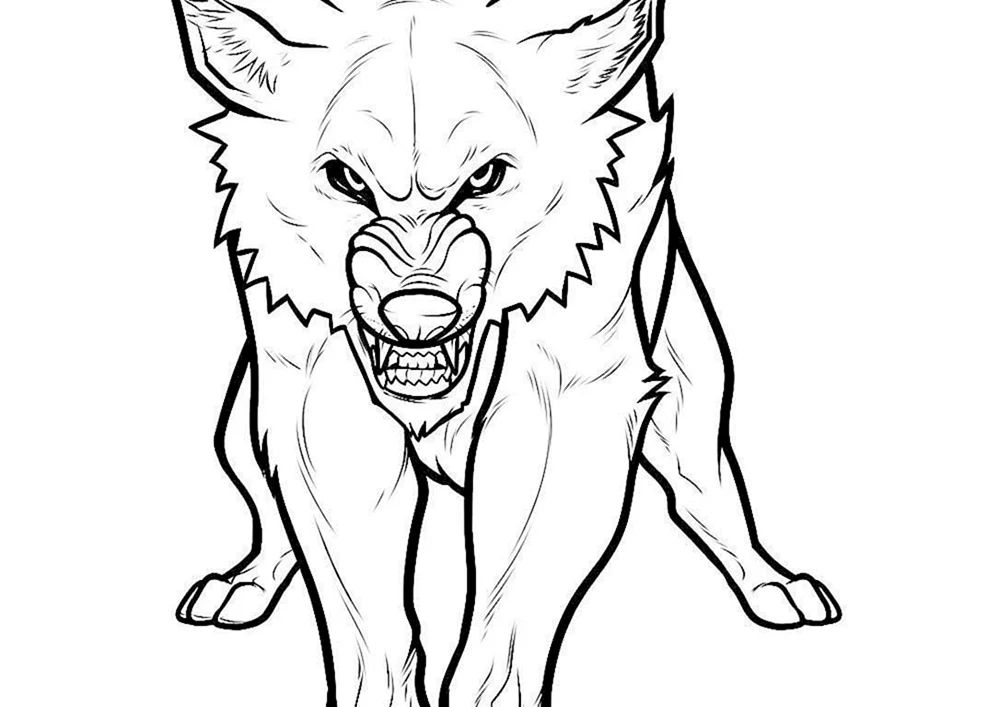 Wolf Zeichnung