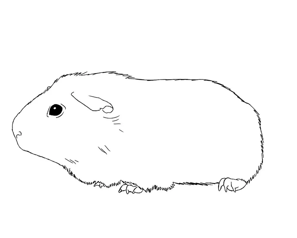 Referenz Hamster
