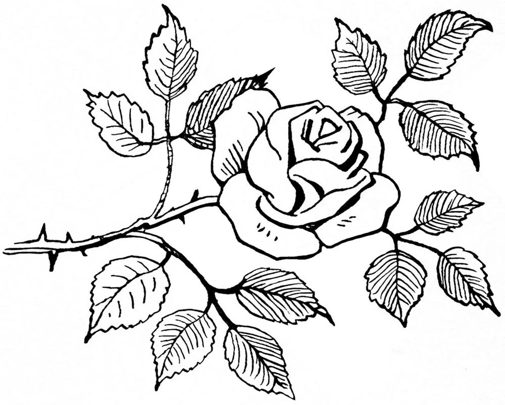 Blumenzeichnung zum Zeichnen