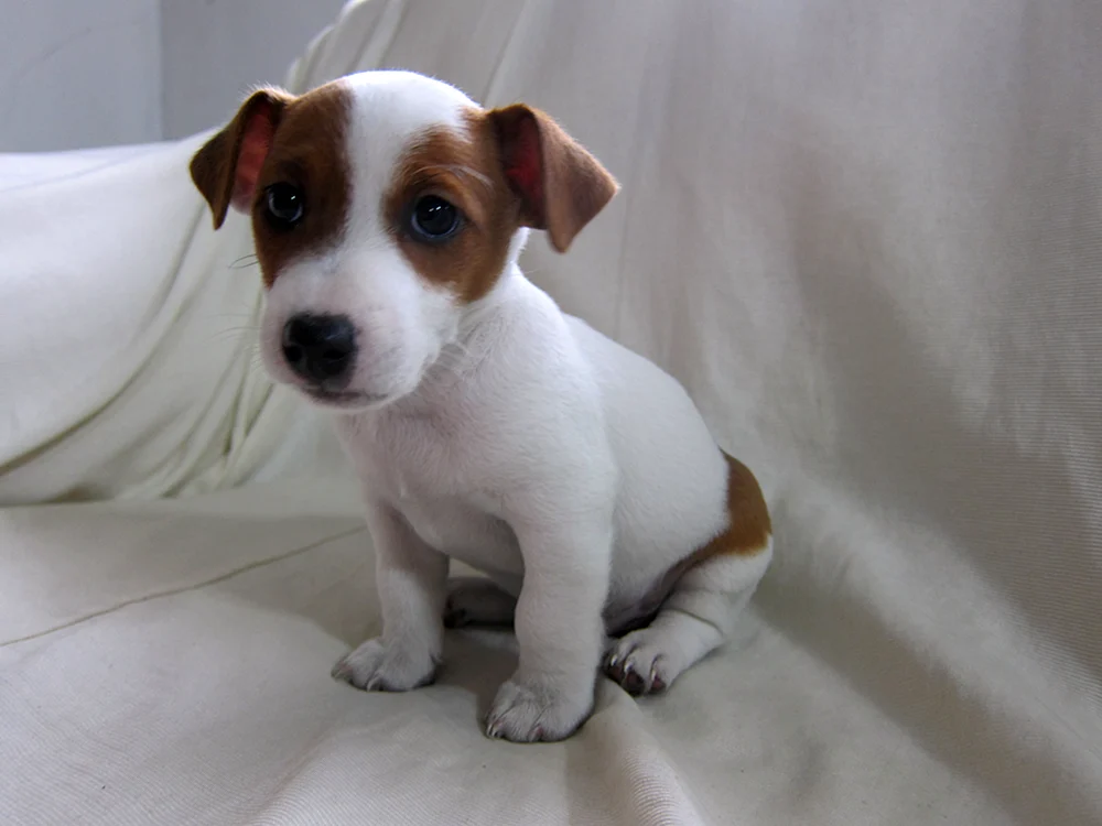 Russell Terrier glatthaarig