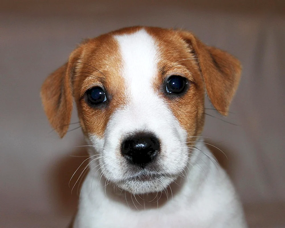 Russell Terrier glatthaarig