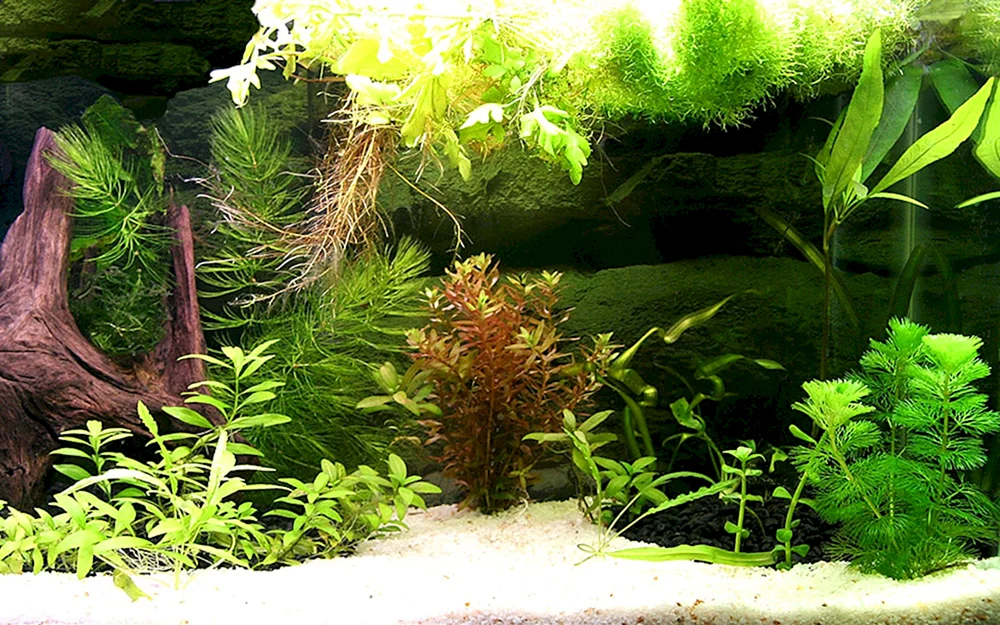 Aquarium