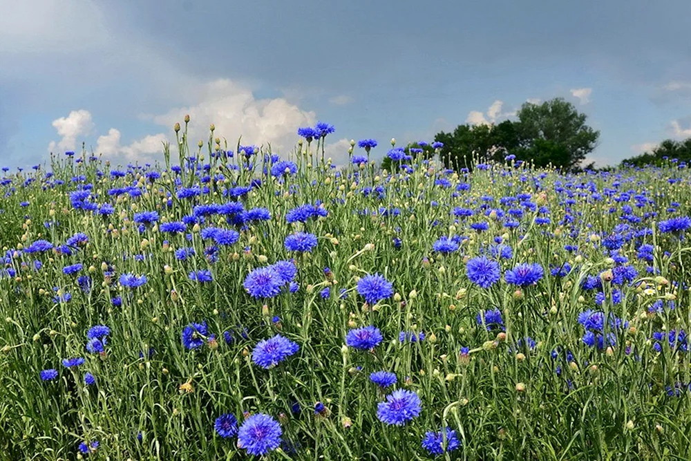 Pflanzen Blaue Feld-Kornblume