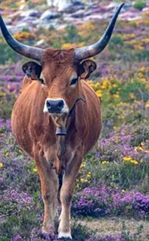 Vegetation und Fauna Portugals