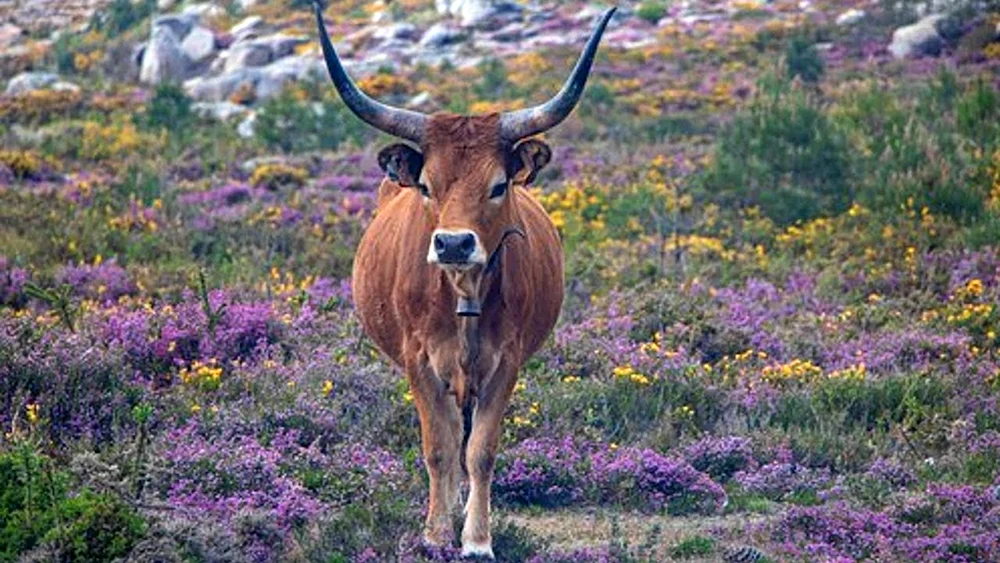 Vegetation und Fauna Portugals