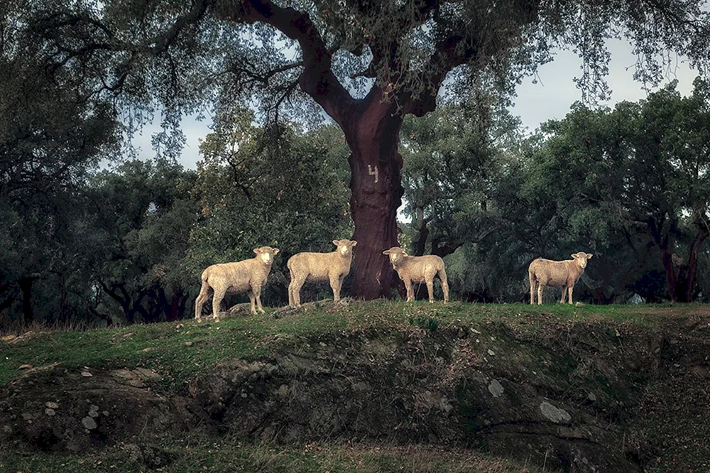 Fauna Portugals