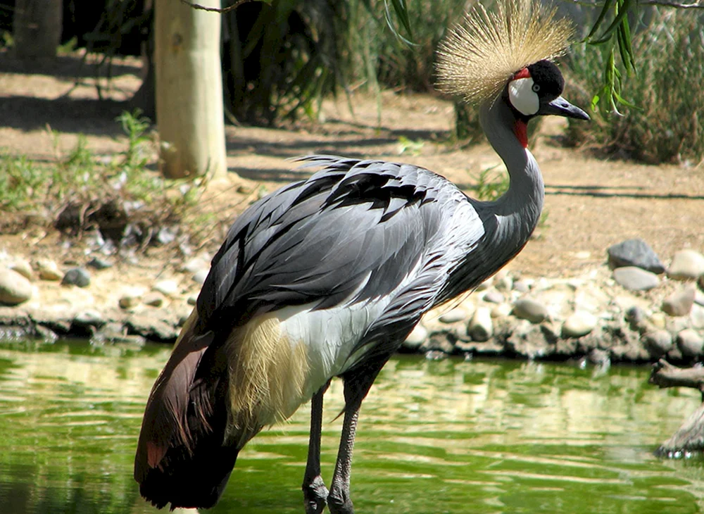 Portugiesische Tiere