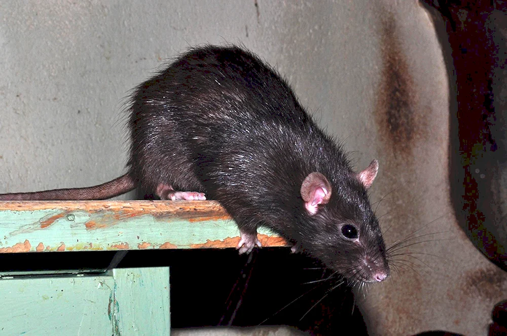 Rattus Rattus Rattus schwarze Ratte