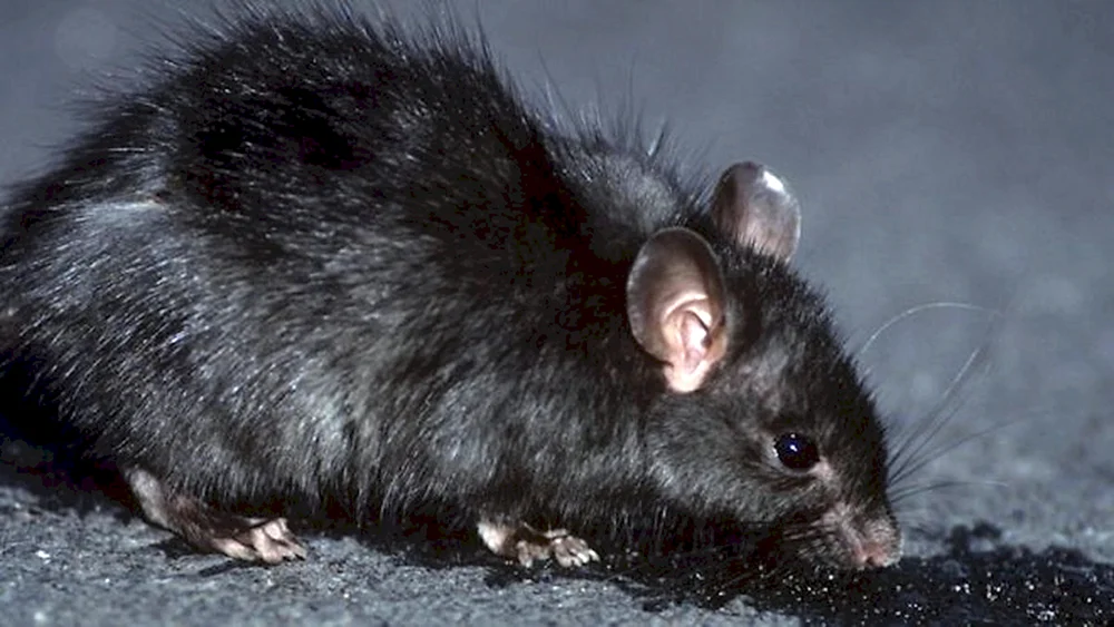 Rattus Rattus Rattus schwarze Ratte