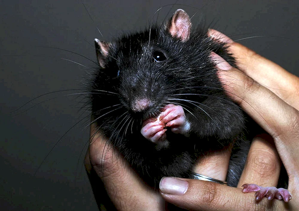 Schwarze Ratten Dumbo