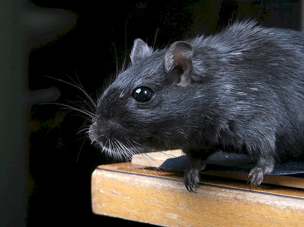 Dumbo-Ratte schwarz