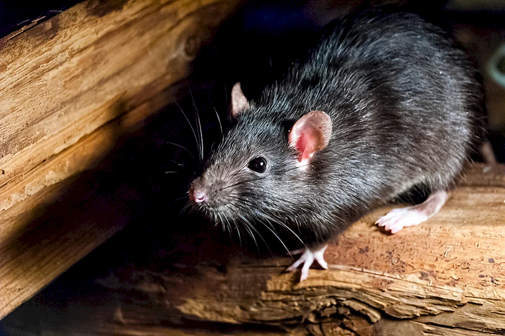Schwarze Ratte Ratte