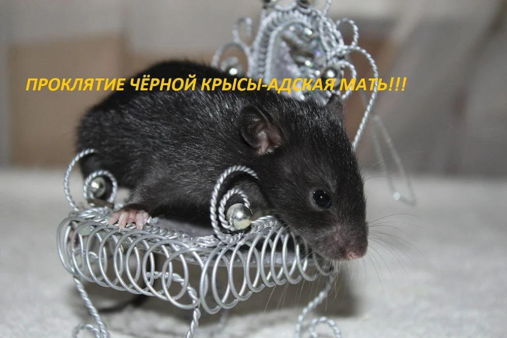 Dumbo schwarze Ratte