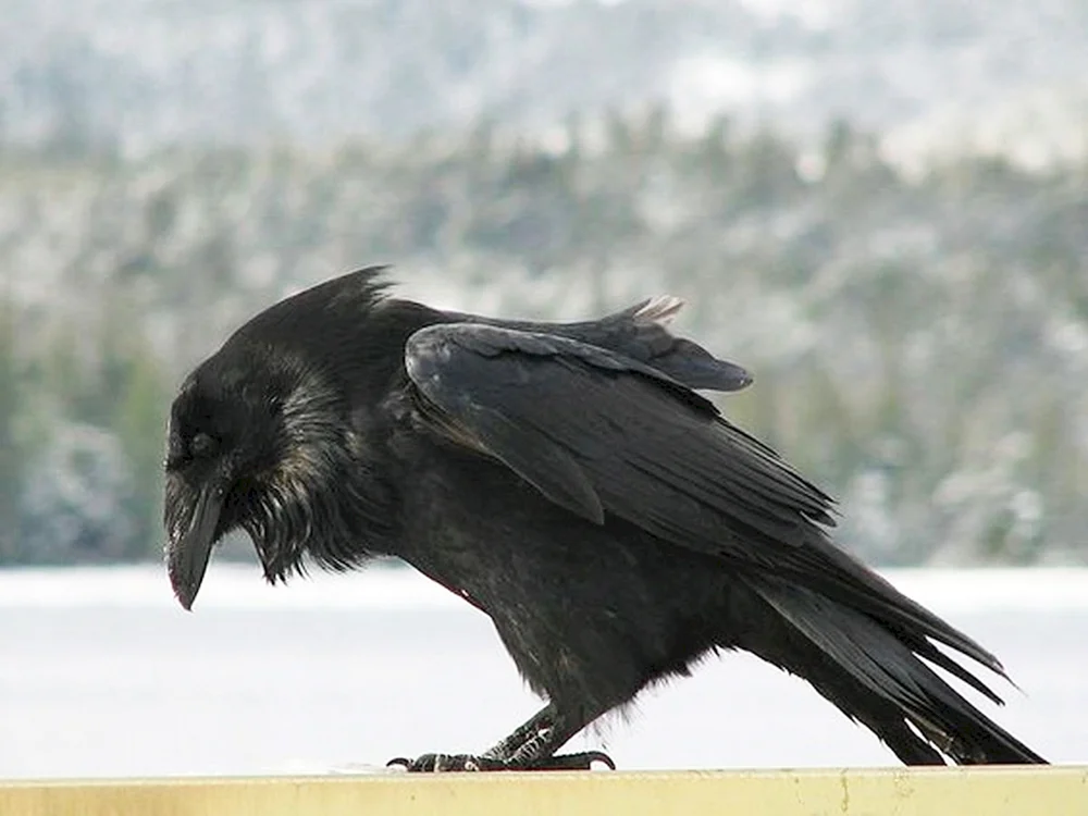 Raubenkrähe