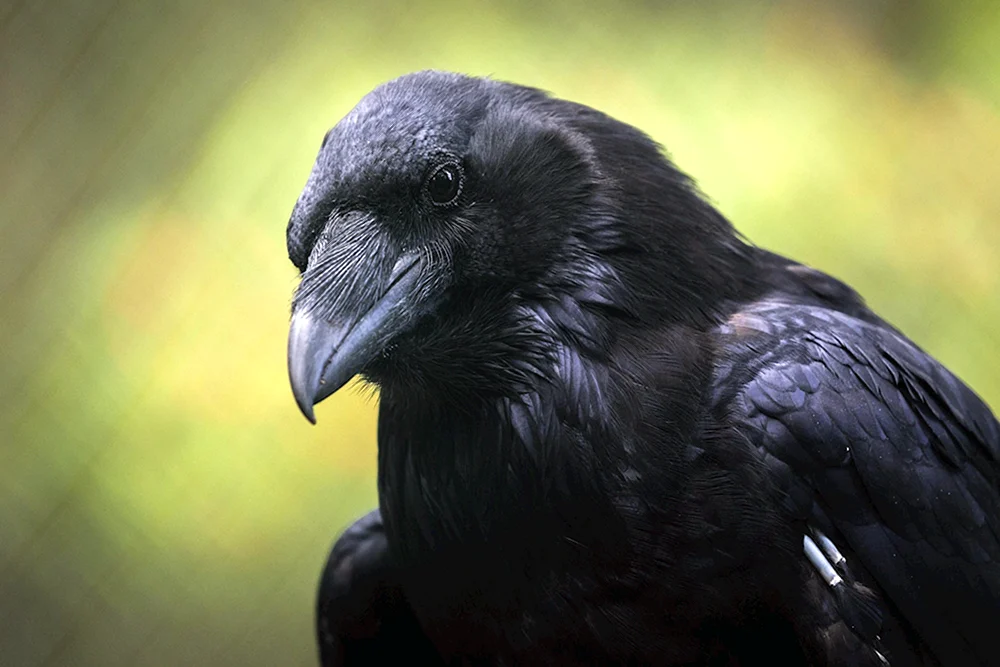 Raven Wallpaper