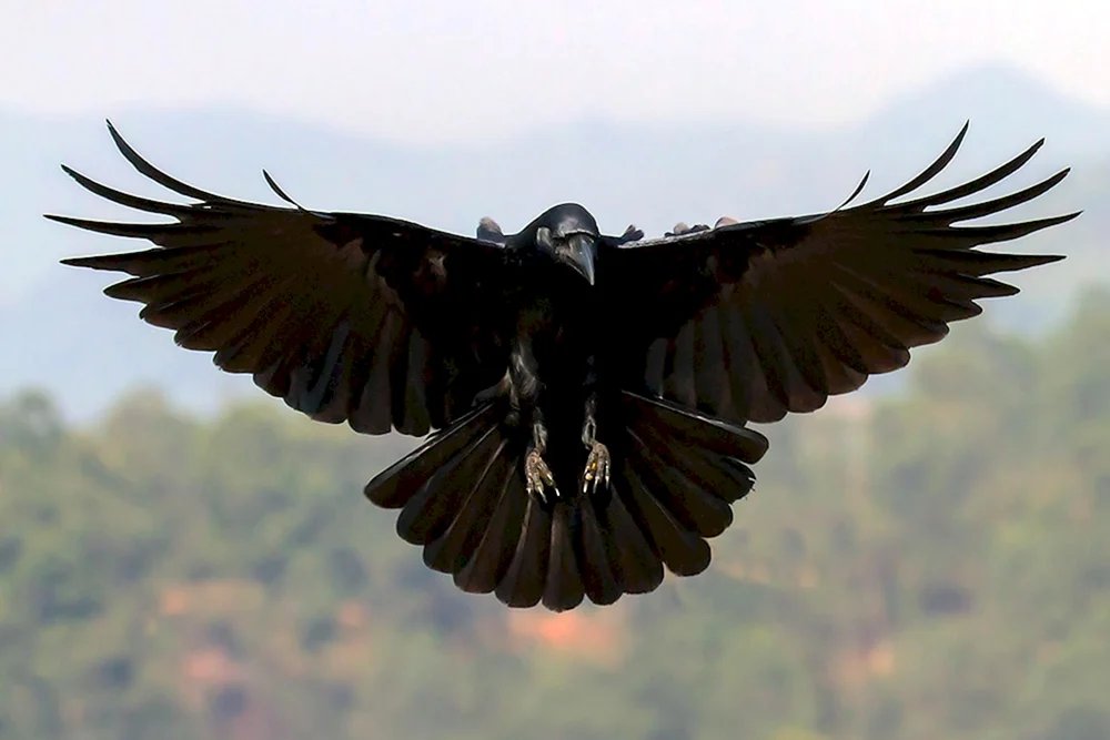 Die Spannweite des Rabenvogels