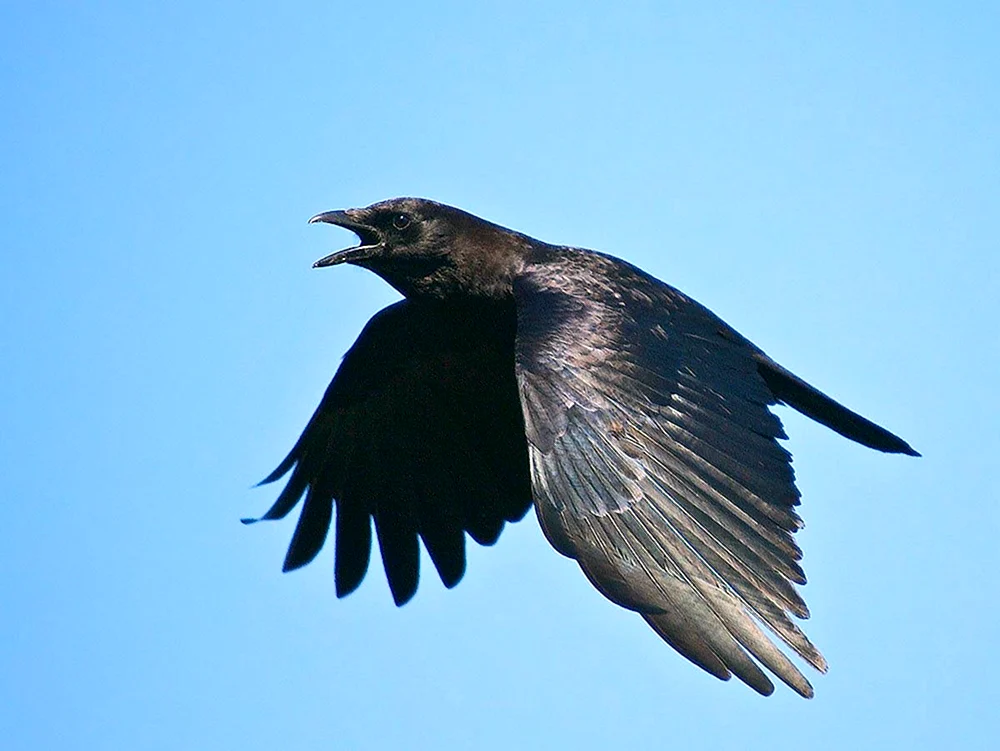 Rabenvogel Spannweite Spannweite eines Rabenvogels