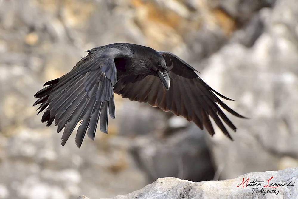 Spannweite eines Rabenvogels