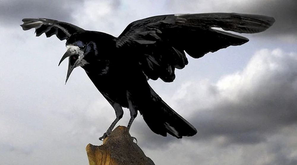 Spannweite eines Rabenvogels Krähe