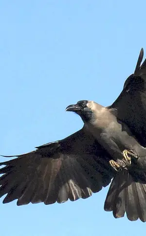 Flügelspannweite des schwarzen Raben