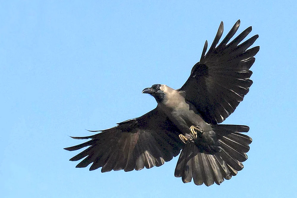 Flügelspannweite des schwarzen Raben