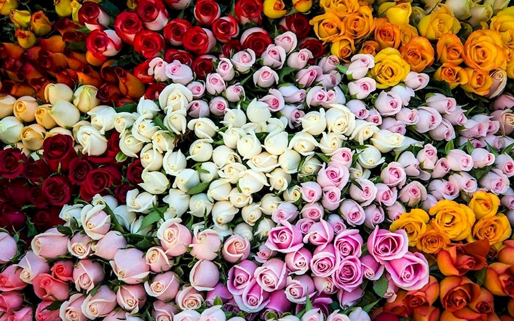 Unterschiedliche Blumen