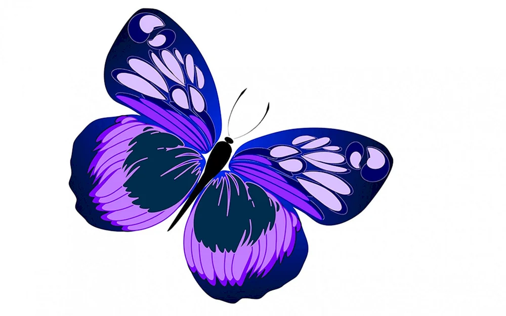 Morpho adonis Schmetterling
