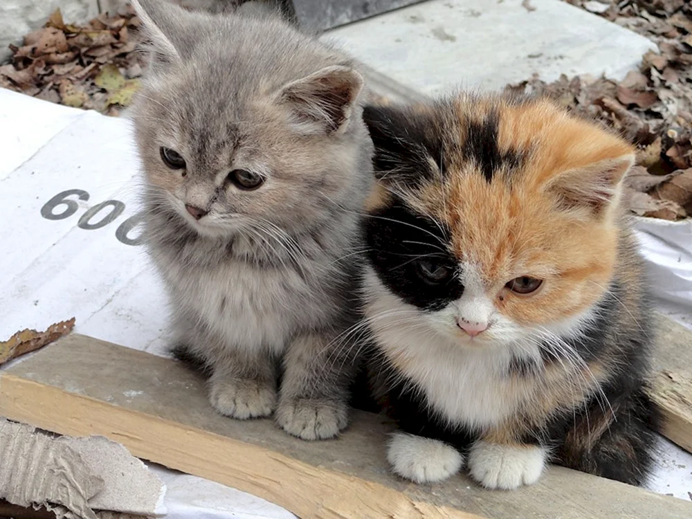 Armenische Katzenrasse