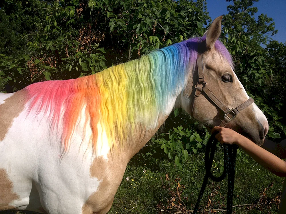 Einhorn Mädchen