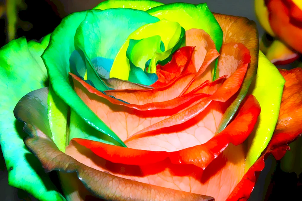Tea-Hybrid Rose Ravel