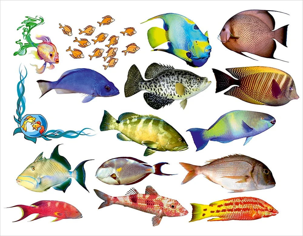 Bunte Fische