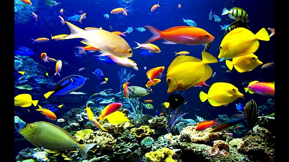 Ellow Reef