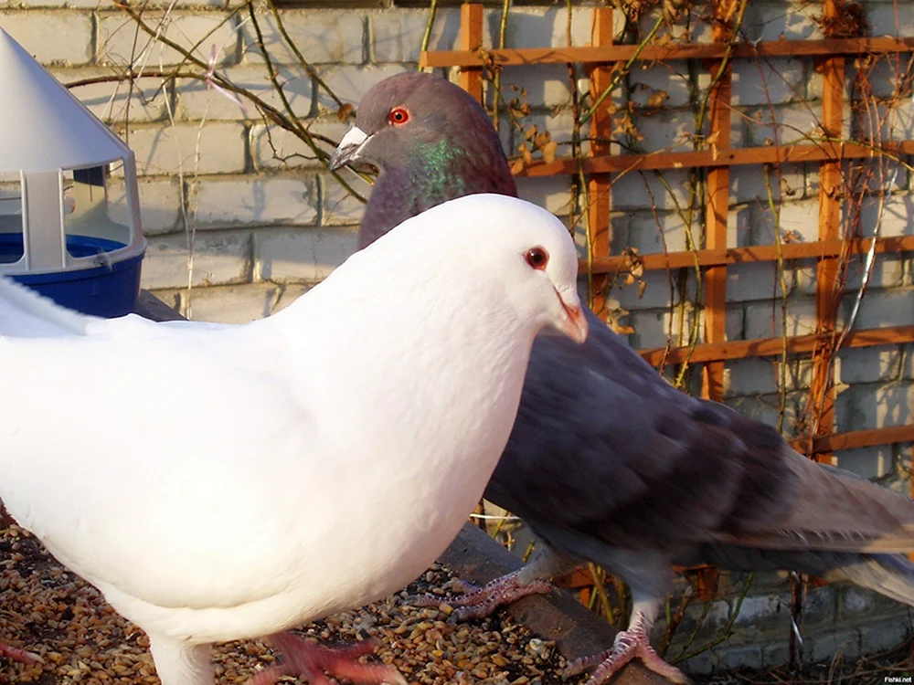 Diverse Tauben