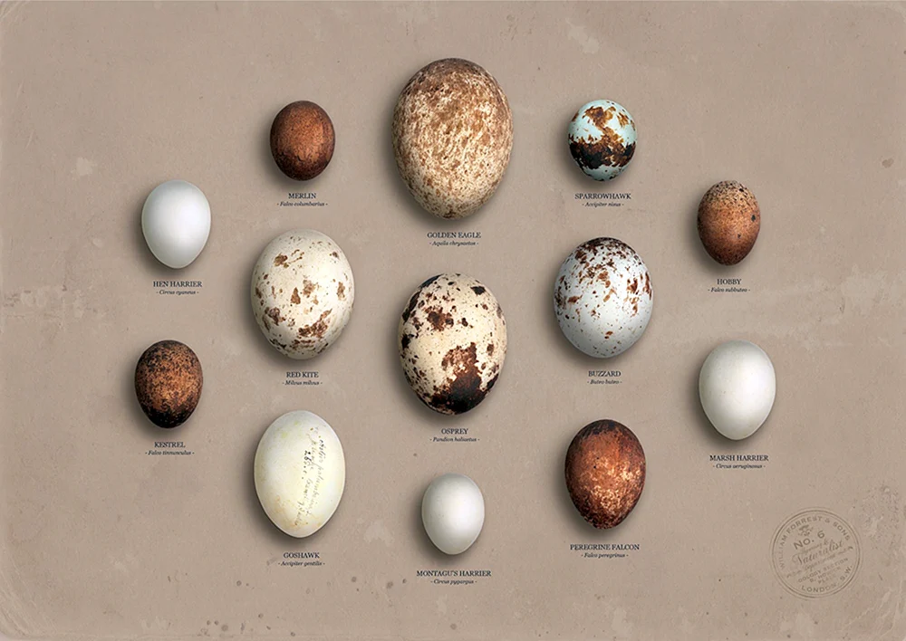 Wildvogel-Eier