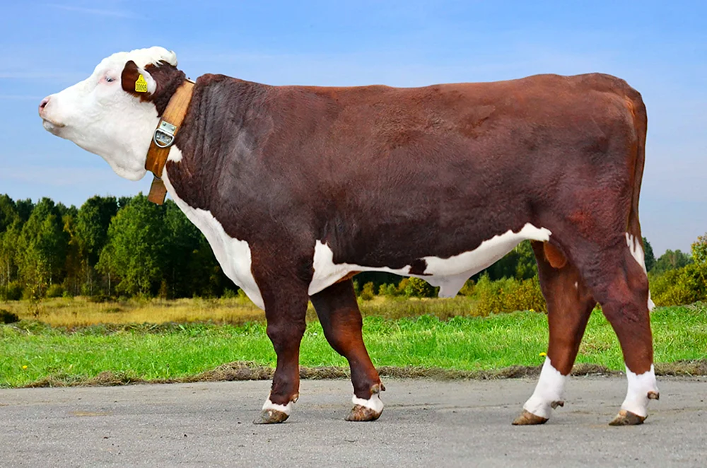 Simmentaler Rinderrasse