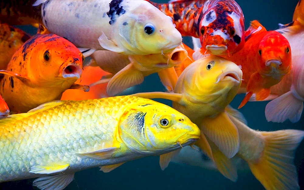 Sonstige Fische