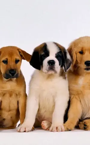 Verschiedene Hunde