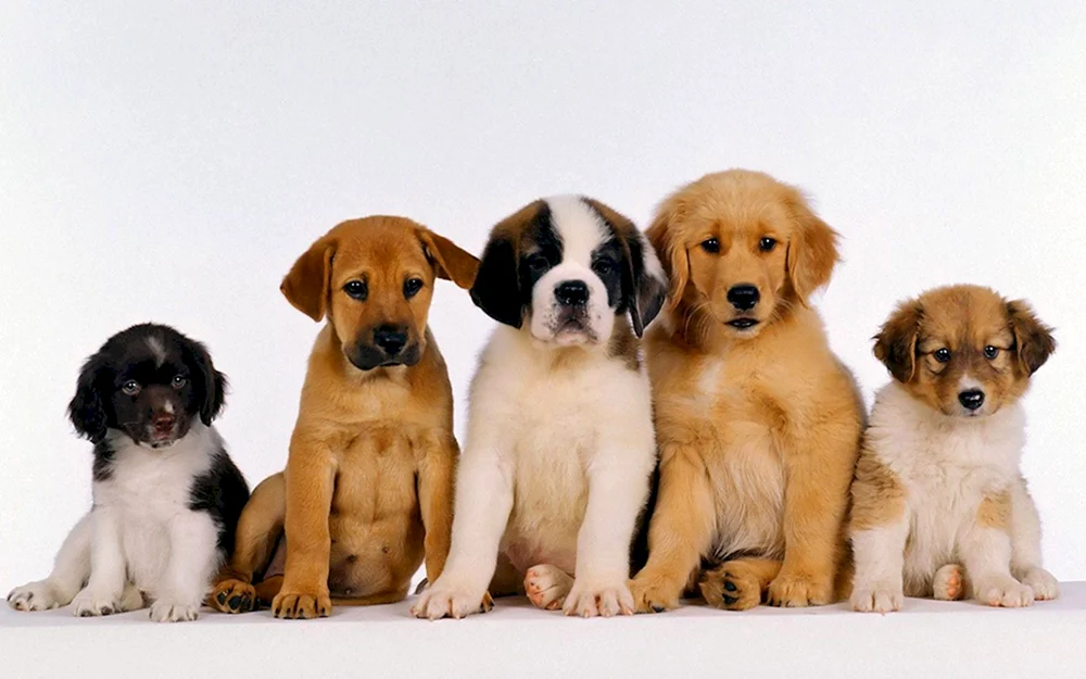 Verschiedene Hunde