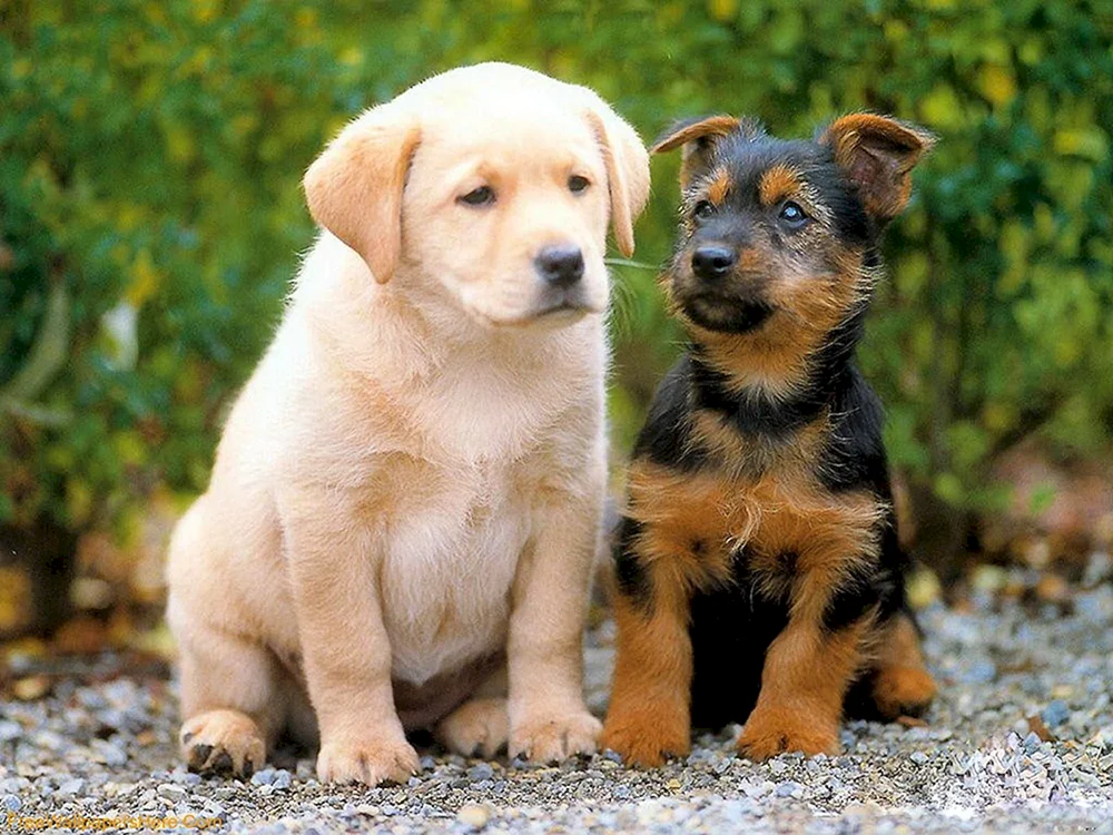 Verschiedene Hunde